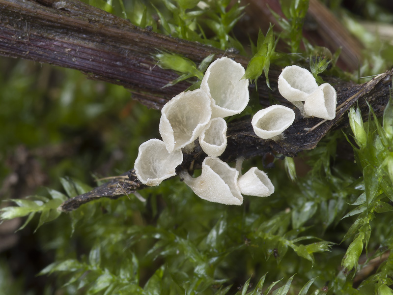 Calyptella capula